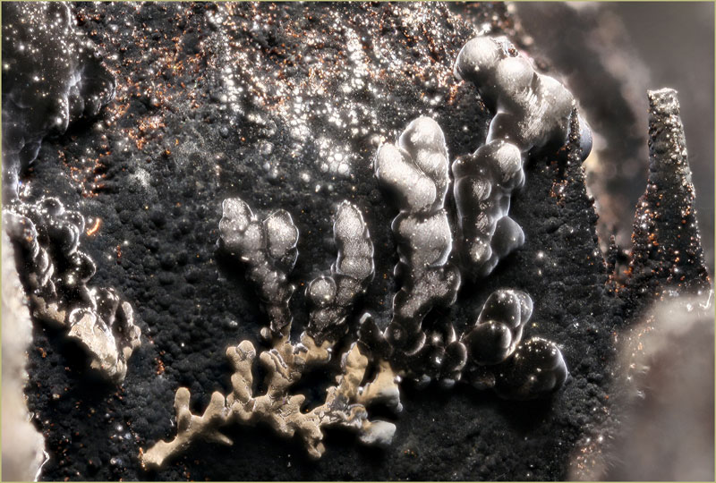 Дендриты, дендритные формы роста кристаллов